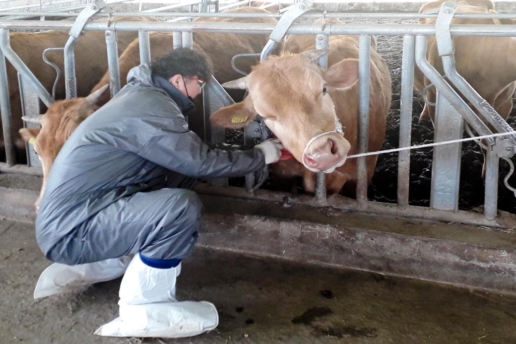 합천군, 한우 조기임신진단사업 실시로 농가 큰 호응