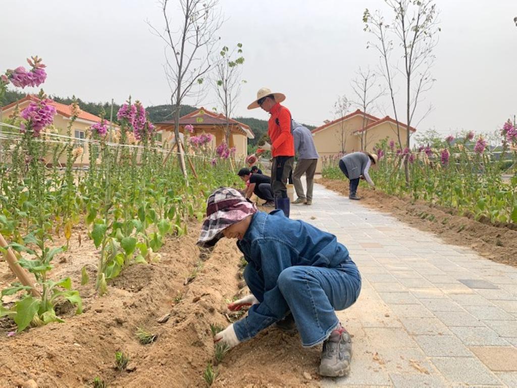 합천군 농업창업단지 입교생,  공동 텃밭 및 꽃밭 가꾸기 작업 실시