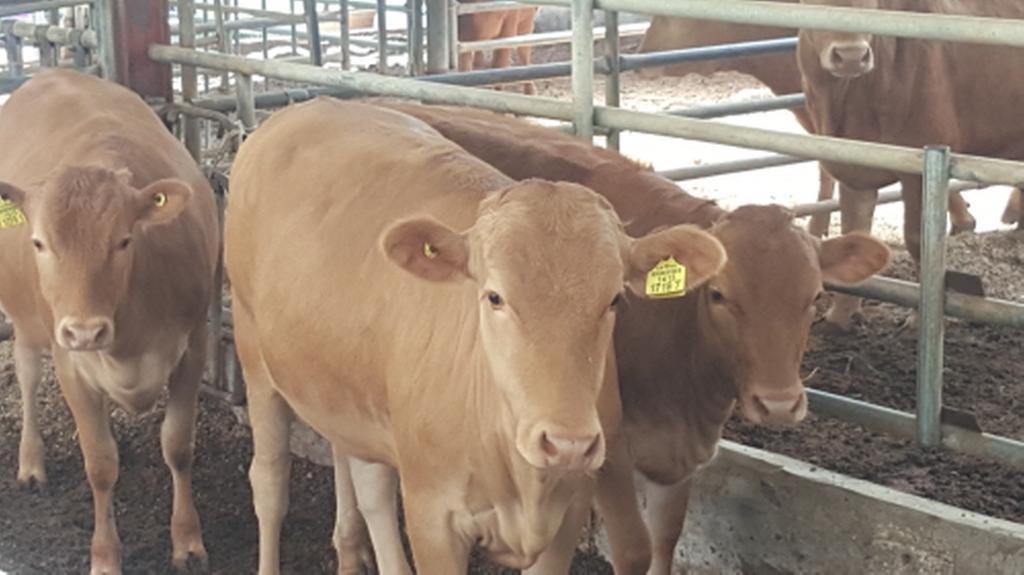 합천군, 암송아지 제각사업 실시로 한우농가 큰 인기 