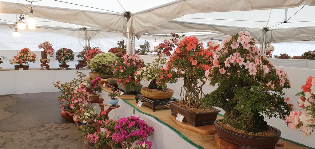 합천 분재공원에서 이색철쭉분재 전시회 개최