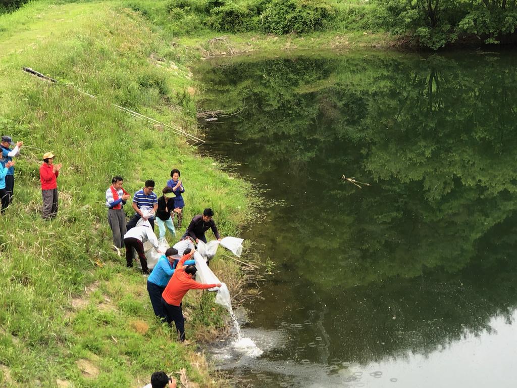 대양면 마을저수지 붕어치어 16만 여 마리 방류