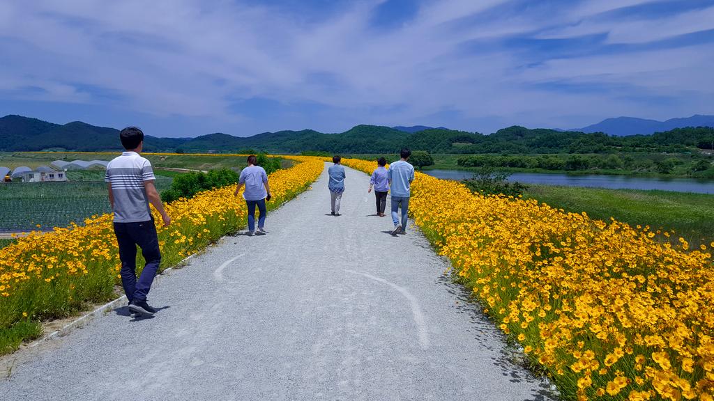 덕곡면 율지제 힐링로드, 금계국 황금 물결 이뤄