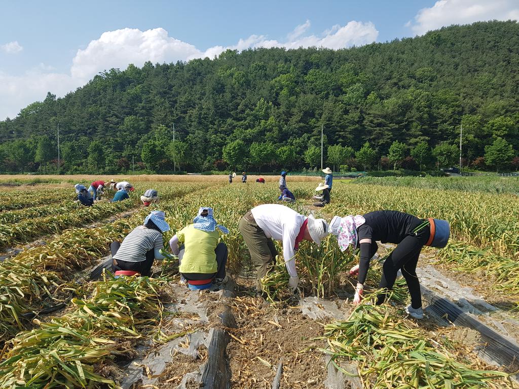  쌍책면, 농가 마늘수확에 군청 공무원‘구슬땀’