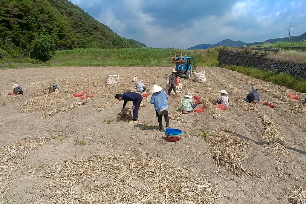 이재호 덕곡면장, 마늘 수확현장 찾아 농민 격려