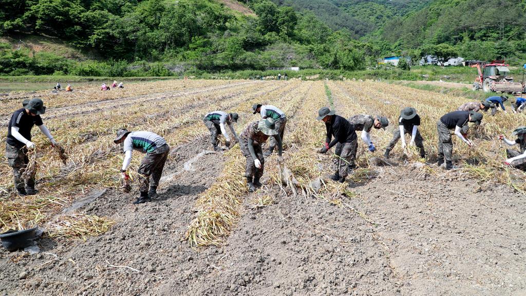 합천군 민·관·군 협력 농촌일손돕기 실시 