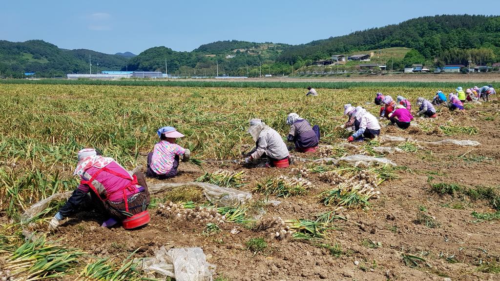 합천군 농촌인력은행, 6월 1일부터 본격 운영 시작