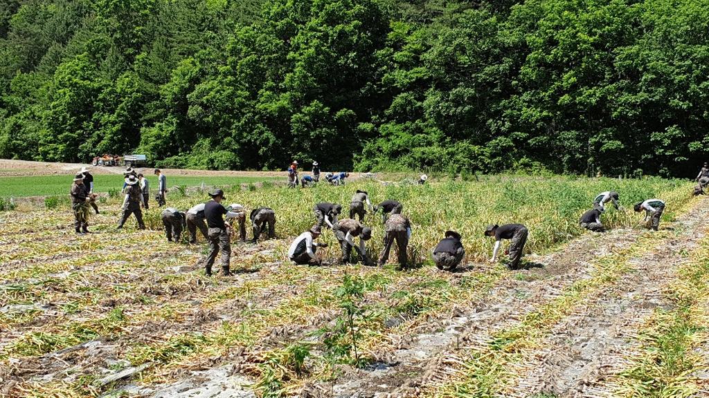 육군 제39사단 합천대대, 쌍책면 농촌일손돕기 구슬땀흘려 