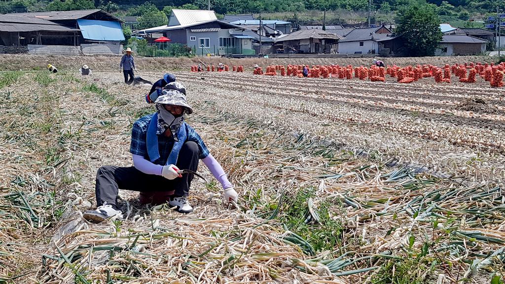 덕곡면, 농가 마늘수확에 군청 공무원‘구슬땀’