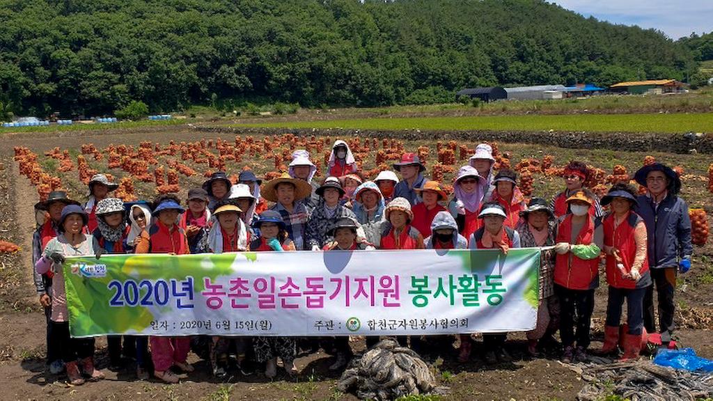 합천군 자원봉사협의회, 양파수확 농촌일손돕기에 앞장서