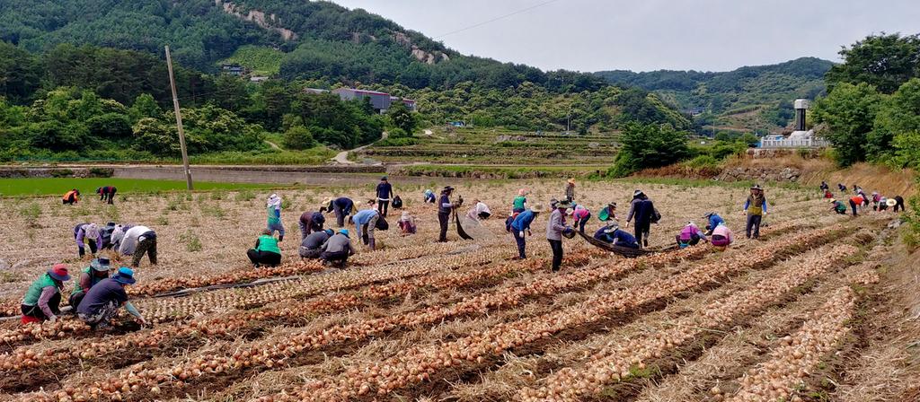 대병면, 양파 수확현장에 일손돕기 지원