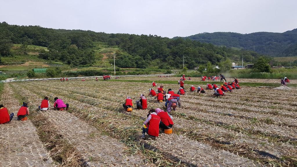 합천군여성단체협의회, 양파 수확 일손돕기‘구슬땀’