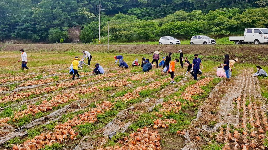합천군, 가족사랑봉사단 첫 봉사활동으로 양파수확 도와