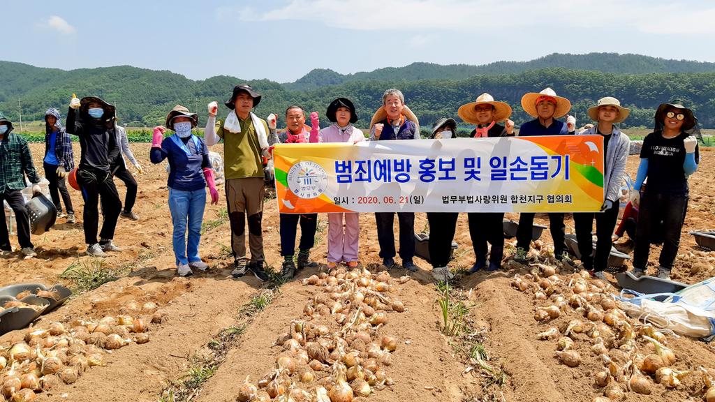 법무부법사랑위원 합천지구협의회, 양파 수확 일손돕기 실시