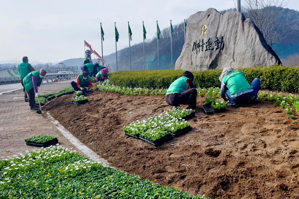 새마을운동합천군지회, 봄 마중을 위한 봄꽃 식재
