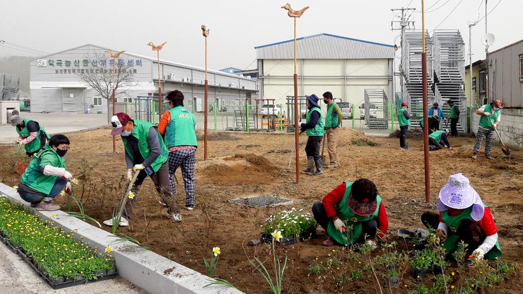 덕곡면 새마을협의회·부녀회 봄맞이 꽃심기 행사 실시