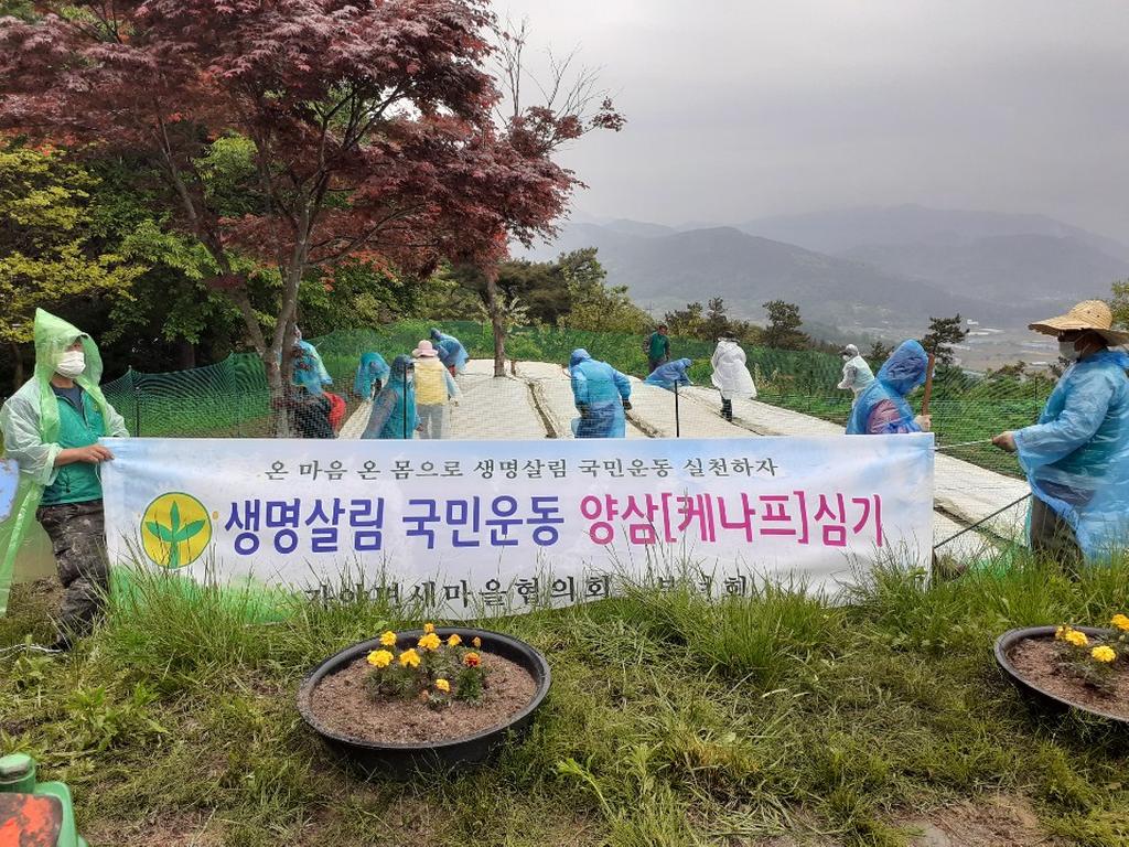 가야면 새마을지도자협의회 양삼(케나프) 심기 운동 전개