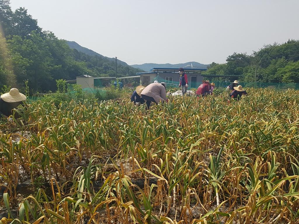 합천군 도시건축과 직원 농촌일손돕기 참여
