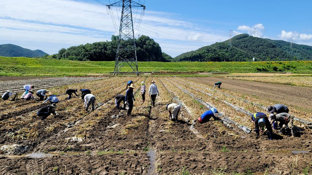 청덕면, 문화예술과 마늘수확 일손돕기 참여