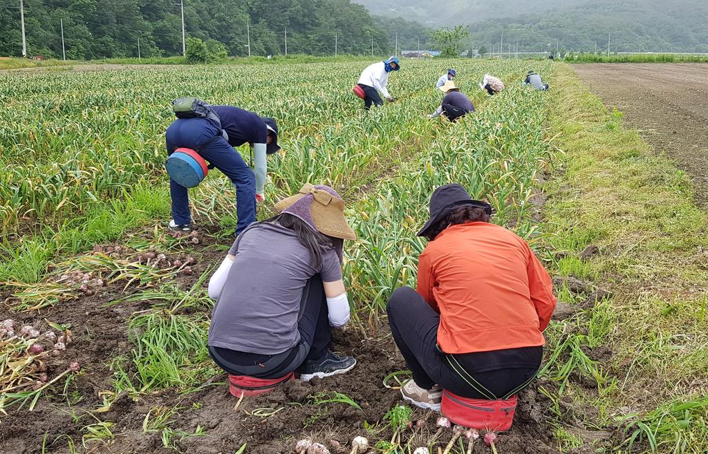 합천군, 마늘.양파 수확 인건비 긴급 지원