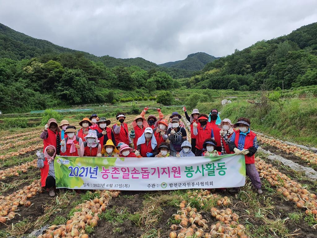 「합천군자원봉사협의회」농촌일손돕기 실시