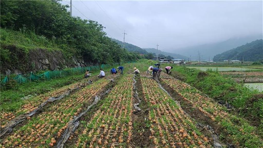 덕곡면, 어려운 농가 일손돕기 나서