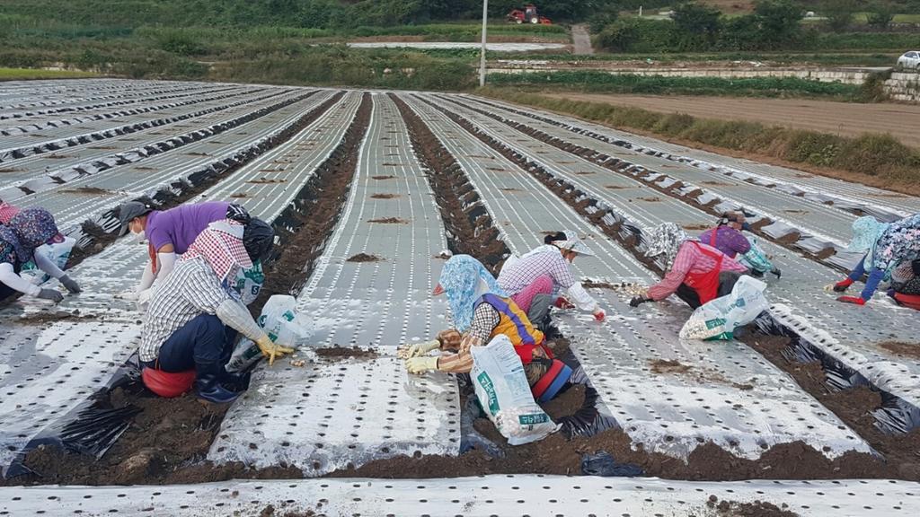 합천군, 농촌인력은행 가을철 본격운영 시작