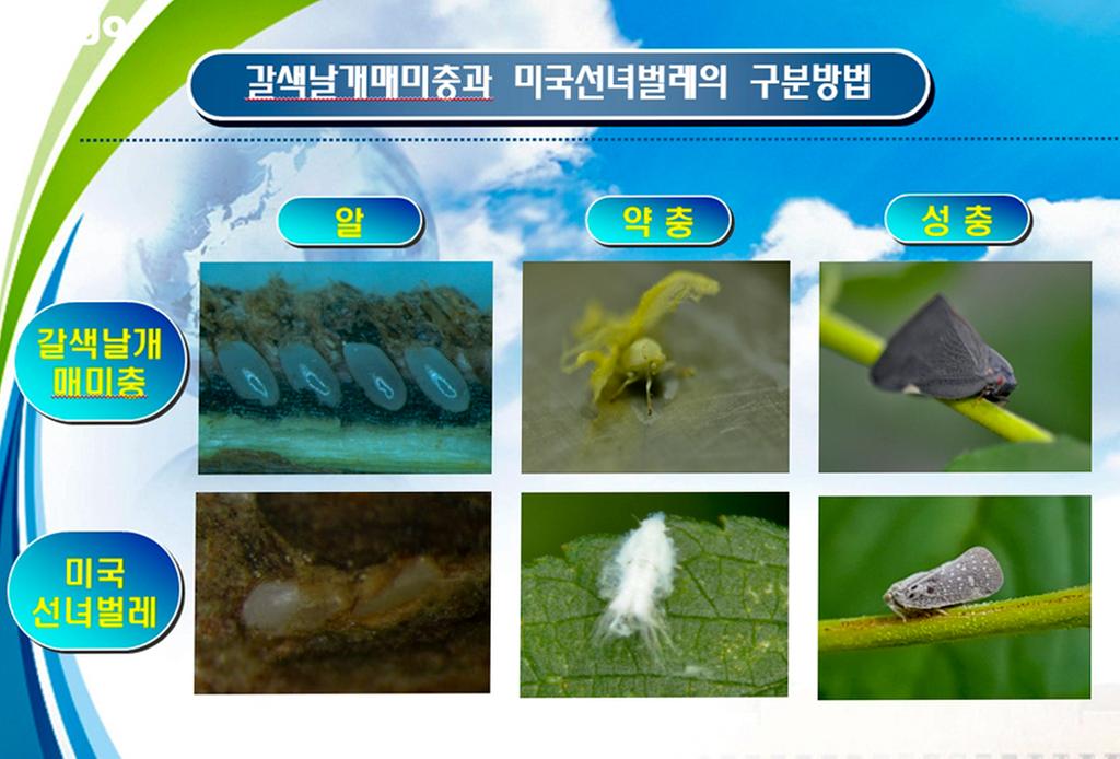 합천군, 농작물 돌발해충 방제 총력