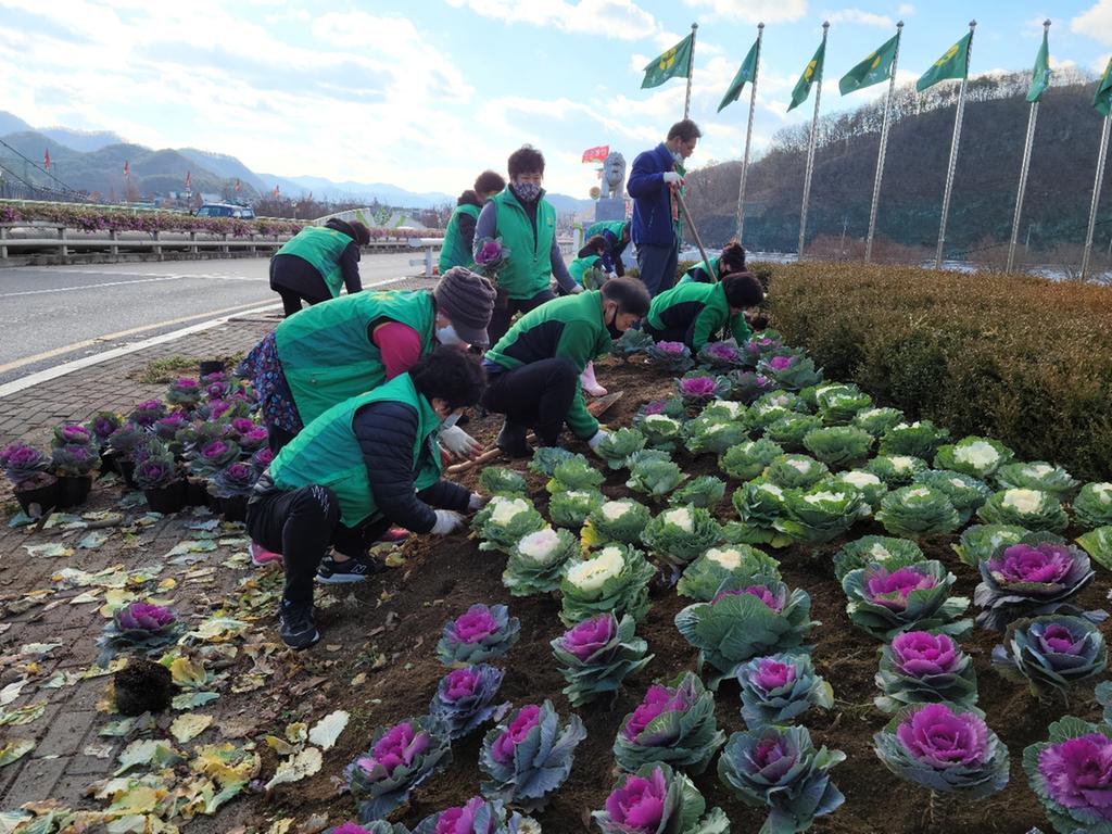 새마을운동합천군지회, 겨울꽃(꽃양배추)으로 새단장