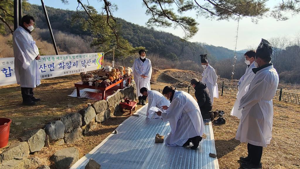천연기념물 ‘합천 화양리 소나무’당산제 개최