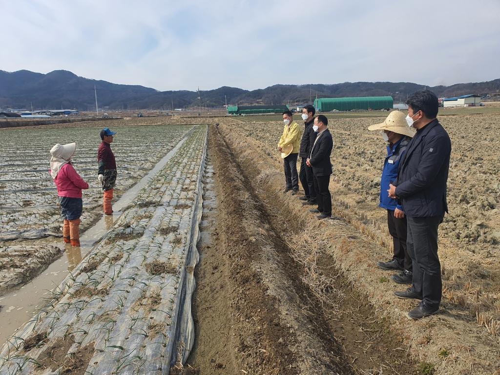 합천군, 봄철 양파, 마늘 관수·비배 관리 지도