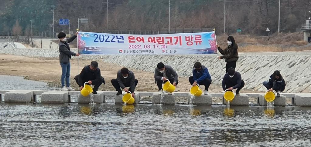 합천군, 황강에 은어 치어 2만미 방류 