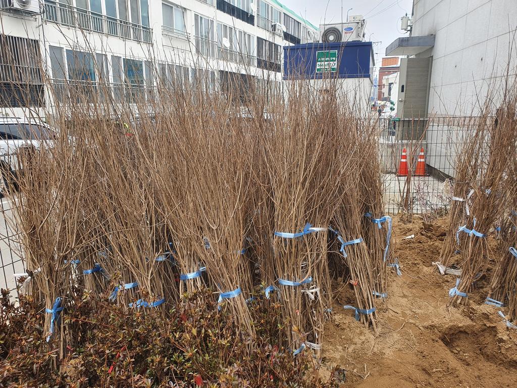 합천군, 양봉농가에 밀원수 배부