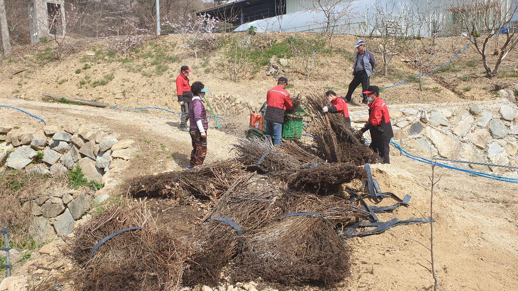 합천 덕곡면, 영농부산물 파쇄로 산불 차단 일석삼조