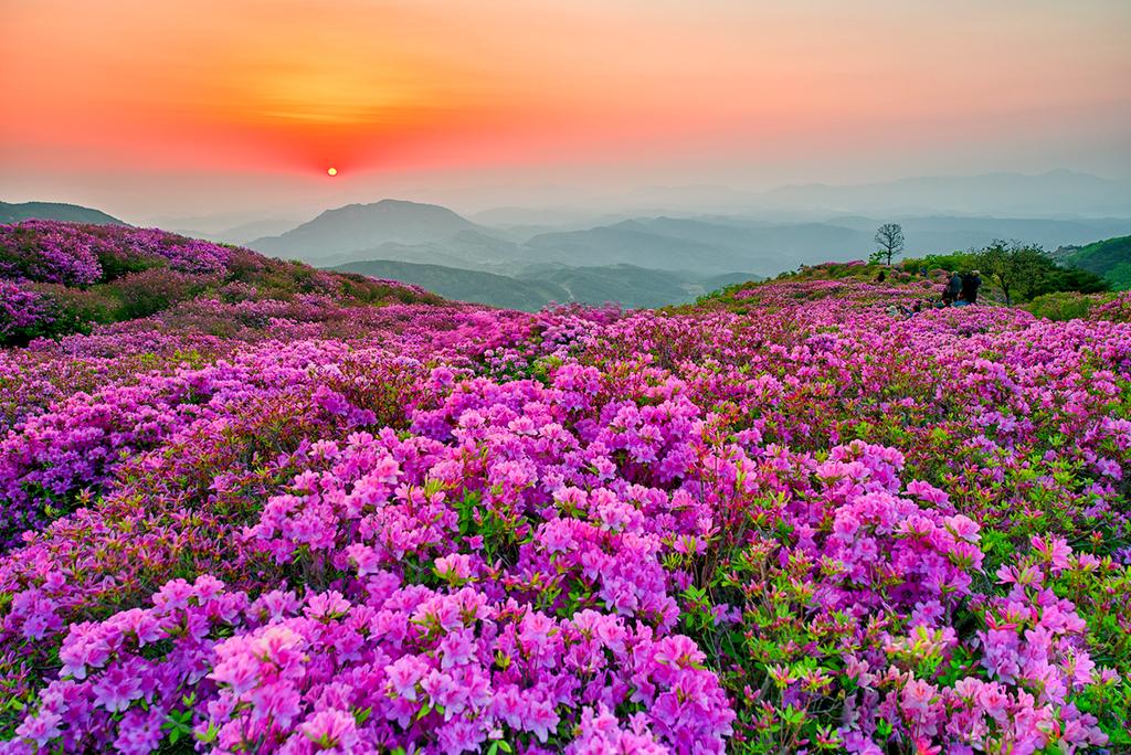합천 황매산 나눔카트 투어 프로그램 운영