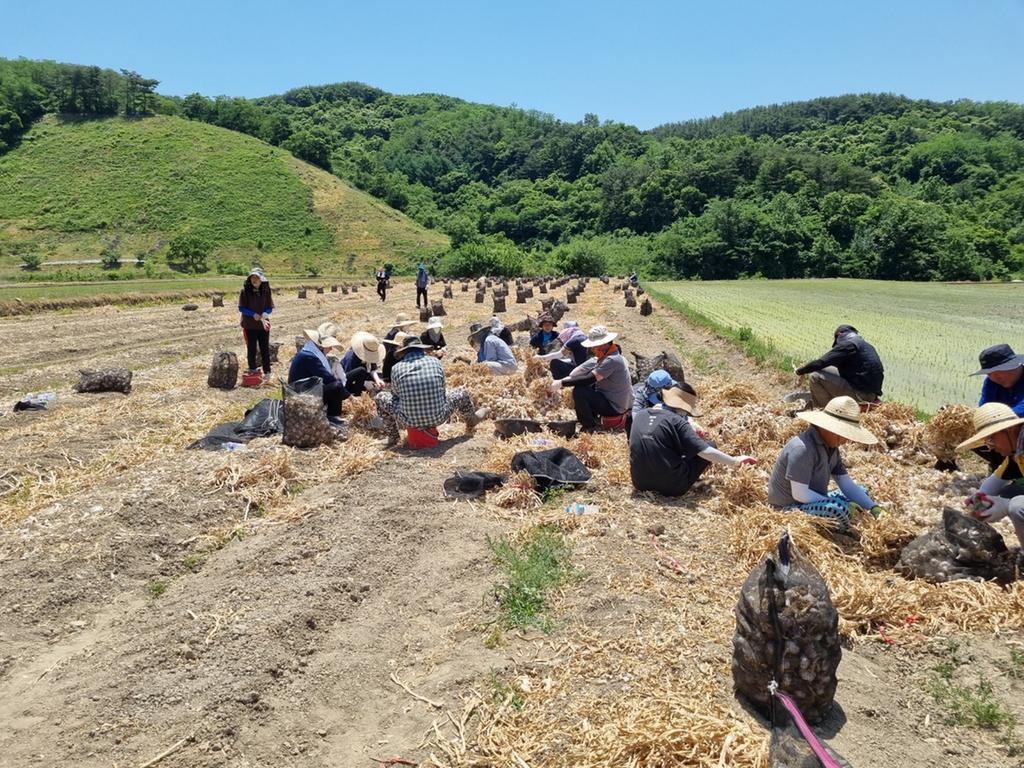 합천군 미래전략과·노인아동여성과, 농촌일손돕기 실시