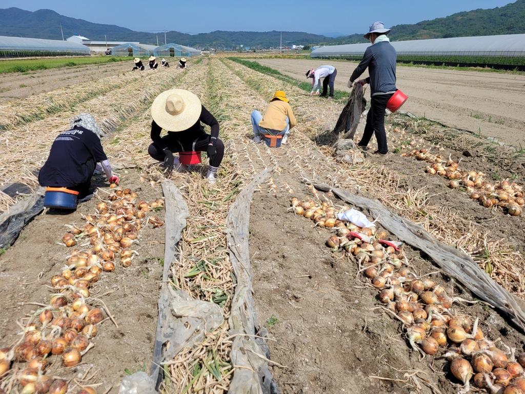 합천군 초계면, 농번기 일손돕기 나서