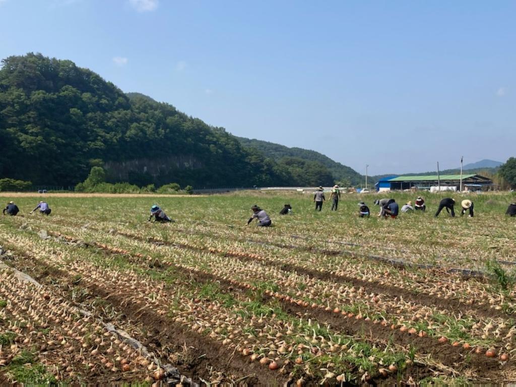 가회면, 농촌일손돕기로 도움의 손길 나누다