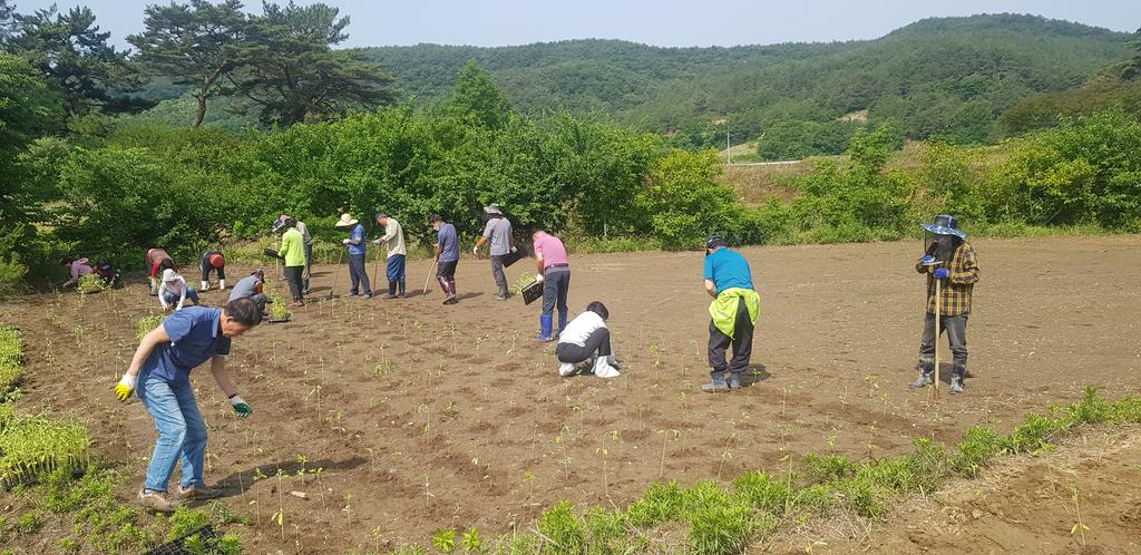 가회면 주민자치위원회, 해바라기 식재 행사 개최