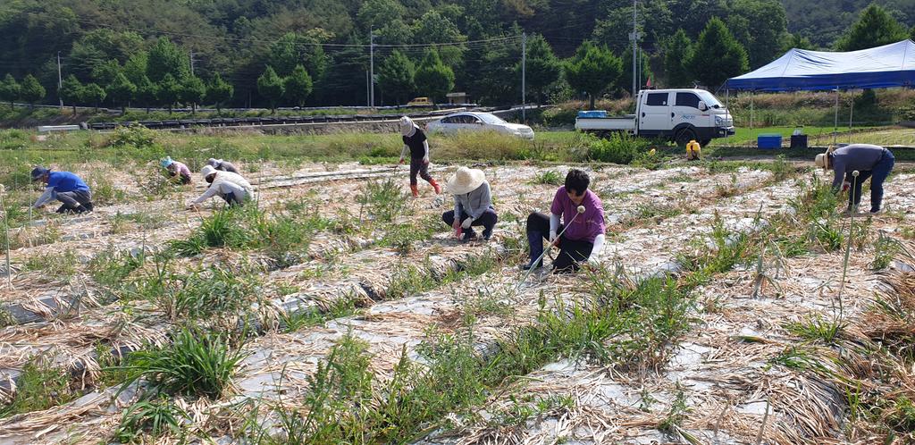 합천군 쌍책면, 양파 수확농가 일손돕기 나서“농민과 함께 구슬땀”