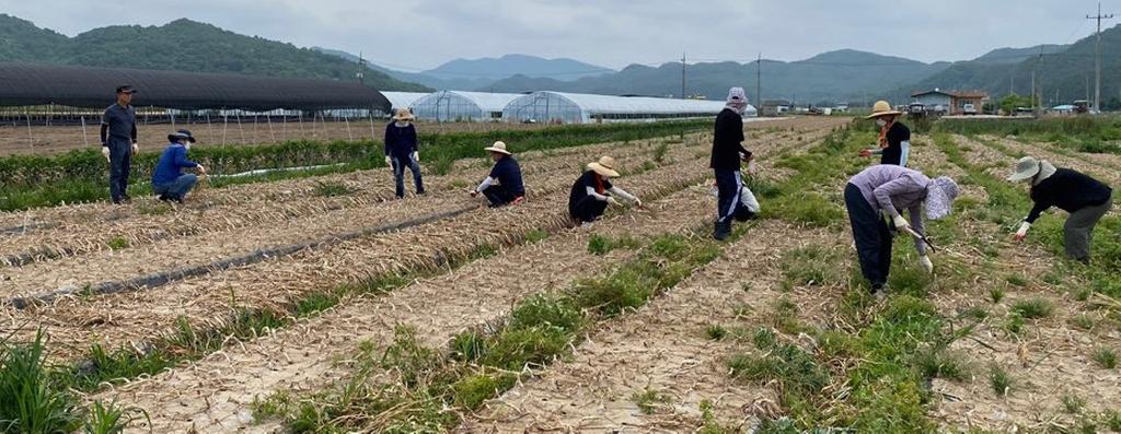 합천군, 민원지적과 다시한번 농촌 일손돕기에 구슬땀