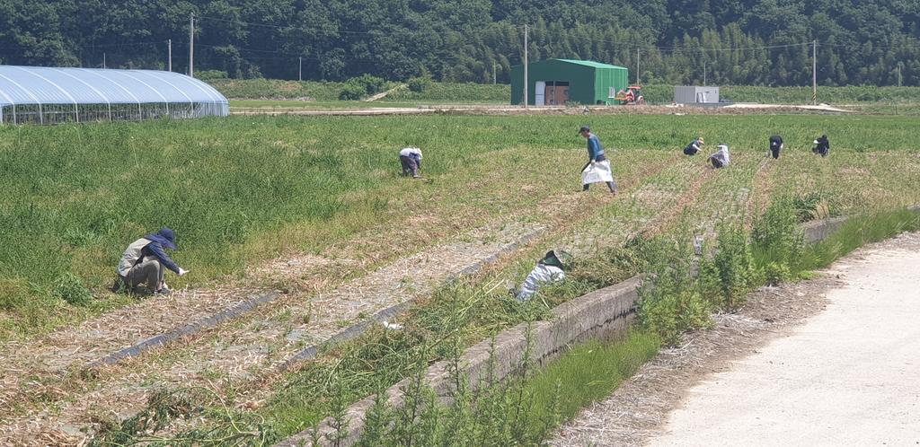 합천군농업기술센터 농업유통과 직원들 용주·야로면 양파일손돕기 참여 