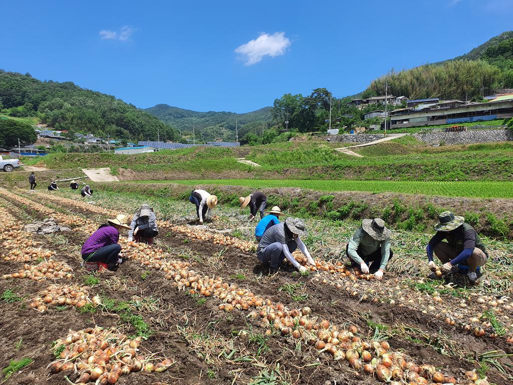 합천군, 상하수도과 농촌 일손돕기 나서