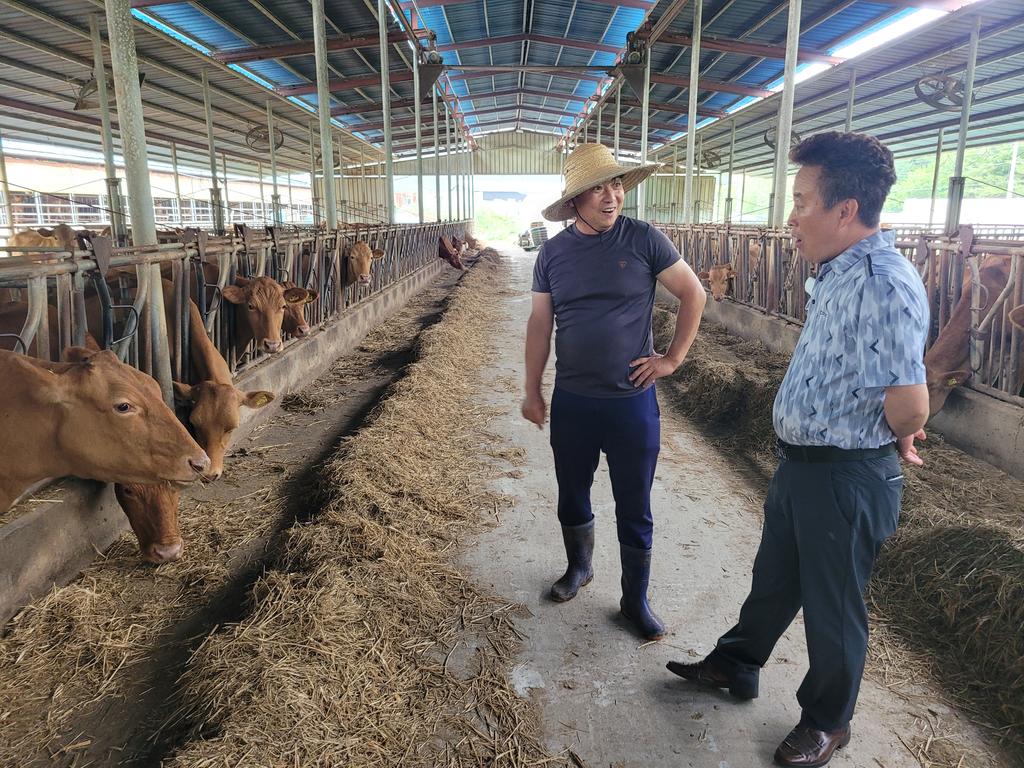 합천황토한우!  올해 상반기 고령축산물공판장 최고 경락단가 기록!