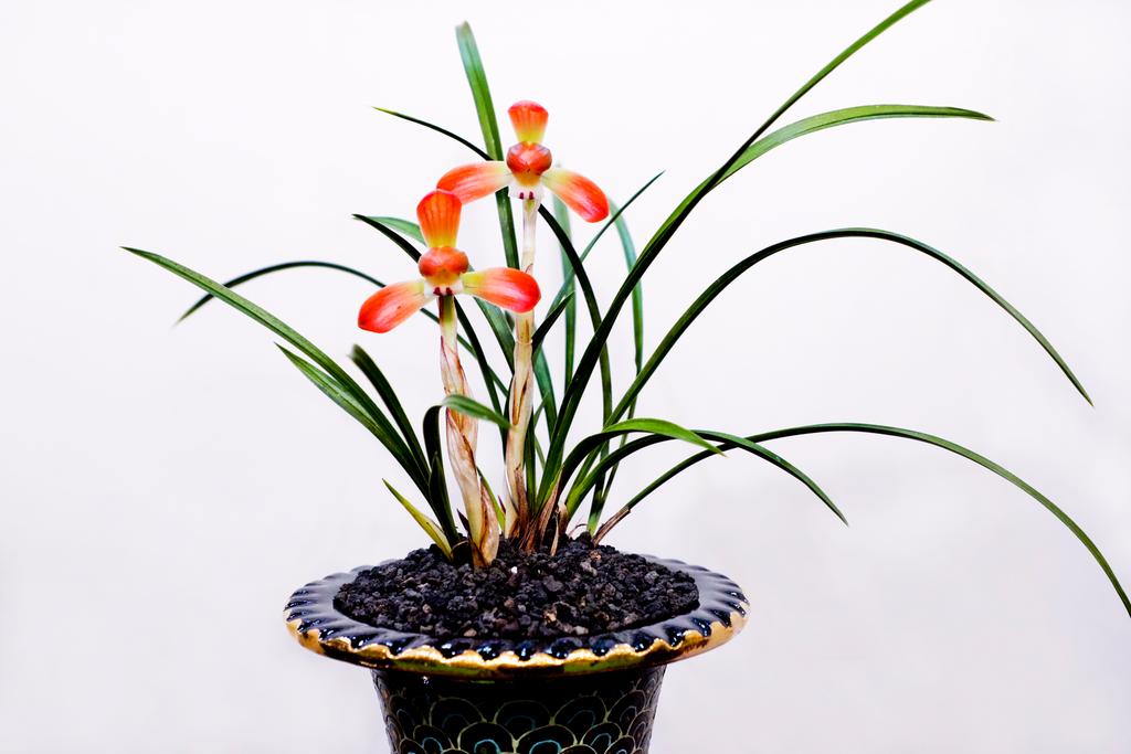 “한국춘란, 합천에서 꽃피우다!”