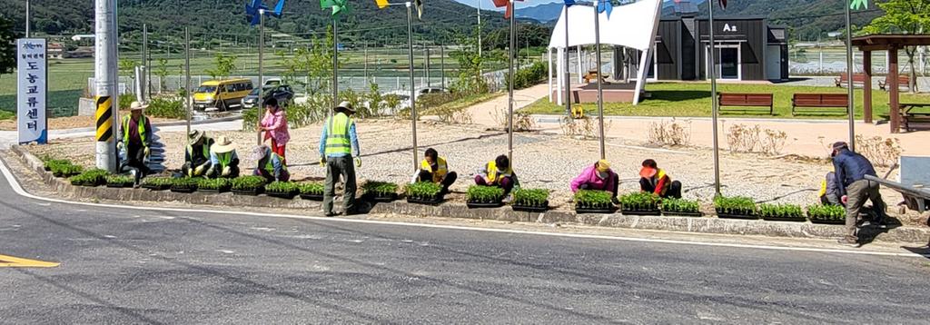 합천군 청덕면 추석맞이 가을꽃 식재