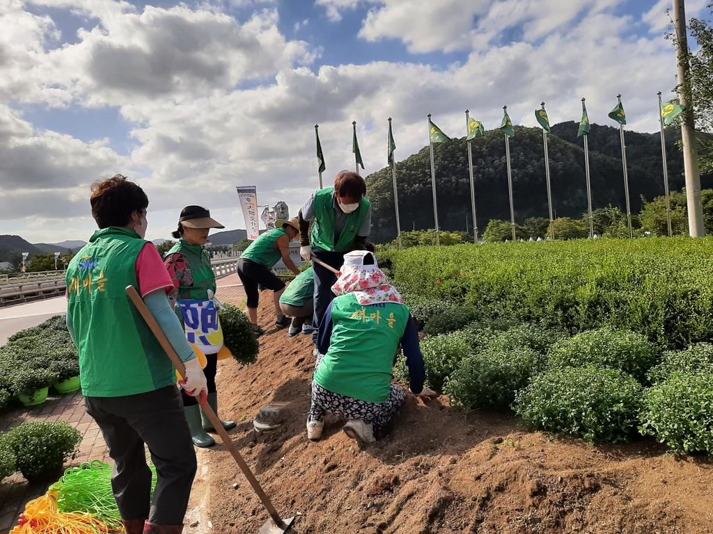 새마을운동 합천군지회, 국화 식재로 가을맞이 준비