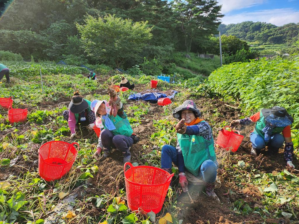 대병면 새마을협의회 ․ 부녀회 홀몸노인 농산물 나눔행사 실시