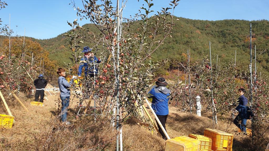  쌍백면사무소, 사과 따기 농촌일손돕기 실시