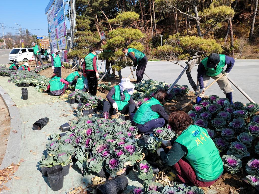 새마을운동 합천군지회, 꽃양배추 식재