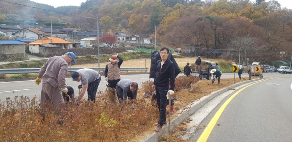 황매산 아래 가회면 복치동마을 주민, 철쭉나무 식재
